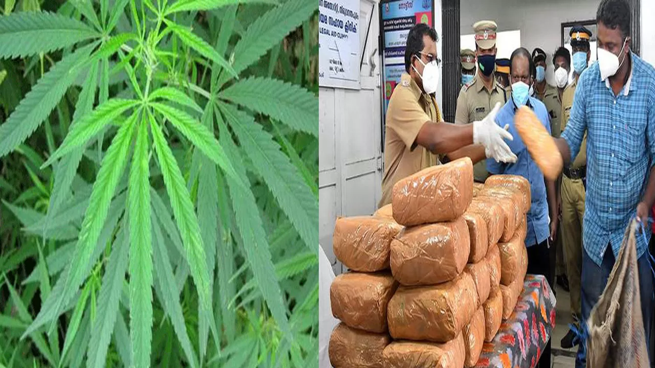 గంజాయి